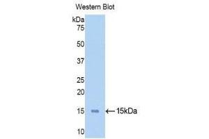 Western Blotting (WB) image for anti-Ribonuclease, RNase A Family, 1 (Pancreatic) (RNASE1) (AA 31-150) antibody (Biotin) (ABIN1172718)