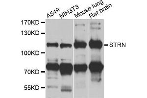 Western blot analysis of extracts of various cell lines, using STRN antibody (ABIN5975752) at 1/1000 dilution. (Striatin antibody)