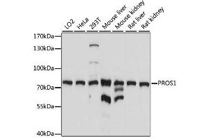Western blot analysis of extracts of various cell lines, using PROS1 antibody. (PROS1 antibody  (AA 405-676))