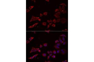 Immunofluorescence analysis of U2OS cells using NRBF2 antibody. (NRBF2 antibody  (AA 10-220))