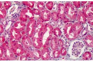 Human Kidney: Formalin-Fixed, Paraffin-Embedded (FFPE) (PTGS2 antibody  (AA 578-596))