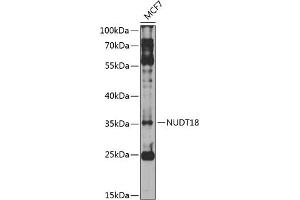Western blot analysis of extracts of MCF-7 cells, using NUDT18 antibody (ABIN6132820, ABIN6144934, ABIN6144935 and ABIN6224604) at 1:1000 dilution.