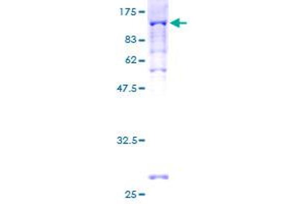 PEX5 Protein (AA 1-631) (GST tag)