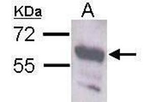 WB Image Sample (30 ug of whole cell lysate) A: Neuro2A antibody diluted at 1:1000 (STAU1/Staufen antibody  (C-Term))