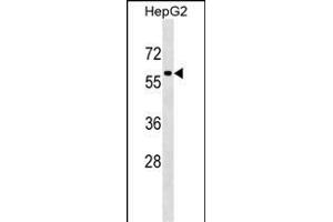 TFEB Antibody (Center) (ABIN1538221 and ABIN2850379) western blot analysis in HepG2 cell line lysates (35 μg/lane). (TFEB antibody  (AA 271-300))