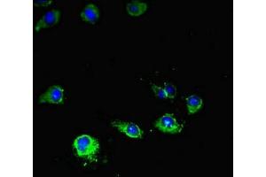 Immunofluorescent analysis of Hela cells using ABIN7169076 at dilution of 1:100 and Alexa Fluor 488-congugated AffiniPure Goat Anti-Rabbit IgG(H+L) (MTOR antibody  (AA 1223-1290))