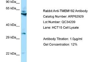 Western Blotting (WB) image for anti-Transmembrane Protein 192 (TMEM192) (N-Term) antibody (ABIN971890) (TMEM192 antibody  (N-Term))