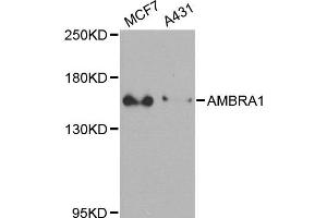 Western blot analysis of extracts of MCF7 and A431 cells, using FLJ20294 antibody. (AMBRA1 antibody)