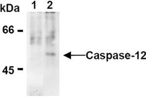 Western Blotting (WB) image for anti-Caspase 12 (Gene/pseudogene) (CASP12) (AA 95-318), (N-Term) antibody (ABIN567796) (Caspase 12 antibody  (N-Term))