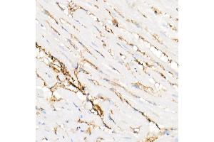 Immunohistochemistry of paraffin-embedded rat heart using Annexin  Rabbit pAb  at dilution of 1:25 (40x lens). (Annexin A2 antibody)