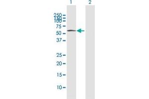 Western Blotting (WB) image for anti-Protein Disulfide Isomerase Family A, Member 3 (PDIA3) (AA 1-505) antibody (ABIN950005)