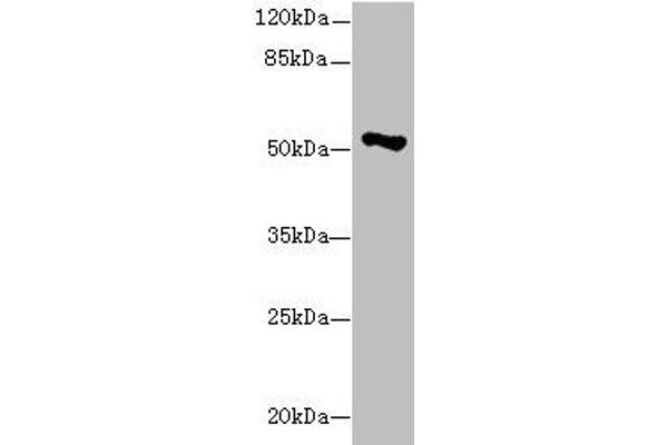 EIF2S3 antibody  (AA 173-472)