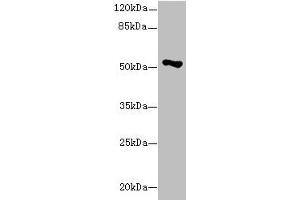 Western blot All lanes: EIF2S3 antibody at 1. (EIF2S3 antibody  (AA 173-472))