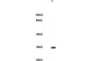 Mouse brain lysates 30ug, probed (ABIN679988) at 1:200 overnight in 4 °C. (PITX3 antibody  (AA 231-302))