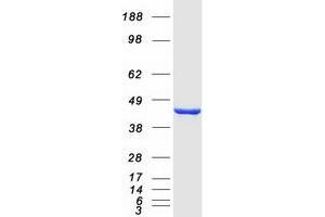 Validation with Western Blot (IDO1 Protein (Myc-DYKDDDDK Tag))