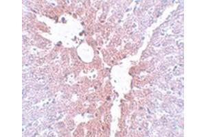 Immunohistochemical staining of rat liver tissue with KLF4 polyclonal antibody  at 5 ug/mL dilution. (KLF4 antibody  (C-Term))
