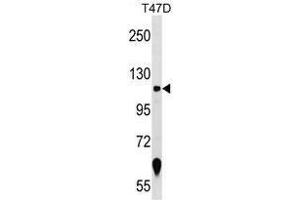 Western blot analysis in T47D cell line lysates (35 µg/lane) using ZNF217 Antibody (N-term) Cat. (ZNF217 antibody  (N-Term))