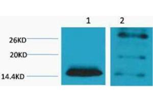 Western Blotting (WB) image for anti-Histone H2B (2meLys5) antibody (ABIN3178814) (Histone H2B antibody  (2meLys5))