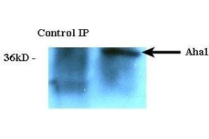 Immunoprecipitation analysis using Rat Anti-Aha1 Monoclonal Antibody, Clone 25F2. (AHSA1 antibody)