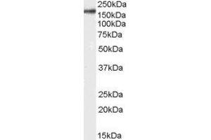 ABIN2563481 (0. (CD11b antibody  (Internal Region))