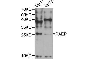 Western blot analysis of extracts of various cell lines, using PAEP antibody (ABIN5973374) at 1/1000 dilution. (PAEP antibody)