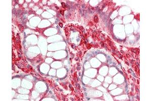 Anti-TUBA1B antibody IHC staining of human colon. (TUBA1B antibody  (C-Term))