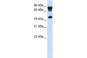 WB Suggested Anti-MAZ Antibody Titration:  0. (MAZ antibody  (N-Term))