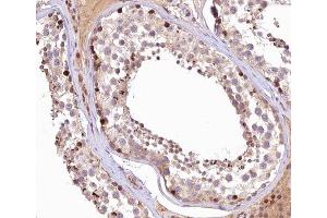 ABIN6266545 at 1/100 staining human Testis tissue sections by IHC-P. (GANP antibody  (C-Term))