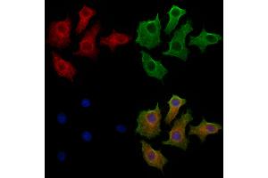 ABIN7094266 and ABIN7098313 staining HepG2 cells by IF/ICC. (Golgin A3 antibody  (Internal Region))