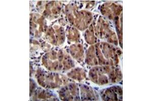 Immunohistochemistry analysis in formalin fixed and paraffin embedded human stomach tissue stained with SOCS4 Antibody (Center)  followed by peroxidase conjugation of the secondary antibody and DAB staining. (SOCS4 antibody  (AA 234-262))