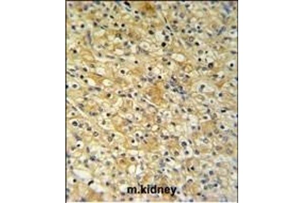 NAT8 antibody  (AA 110-138)