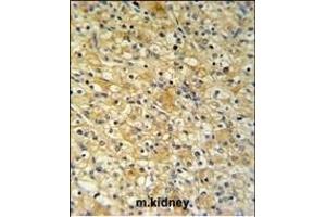 NAT8 Antibody (Center) (ABIN651148 and ABIN2840099) IHC analysis in formalin fixed and paraffin embedded mouse kidney tissue followed by peroxidase conjugation of the secondary antibody and DAB staining. (NAT8 antibody  (AA 110-138))