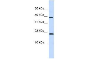 CHRAC1 antibody used at 1.
