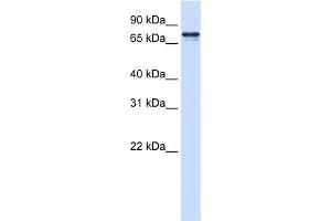 WB Suggested Anti-SRP68 Antibody Titration:  0. (SRP68 antibody  (N-Term))