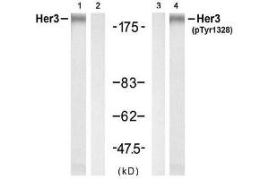 Western blot analysis of extracts from H (ERBB3 antibody)