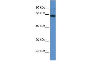 WB Suggested Anti-Ift80 Antibody Titration: 1.