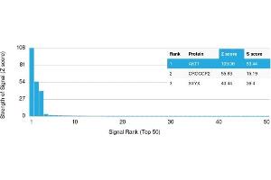 Analysis of Protein Array containing more than 19,000 full-length human proteins using AKT1 Mouse Monoclonal Antibody (AKT1/2491). (AKT1 antibody  (AA 85-189))