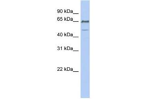 WB Suggested Anti-DGCR2 Antibody Titration:  0. (DGCR2 antibody  (N-Term))