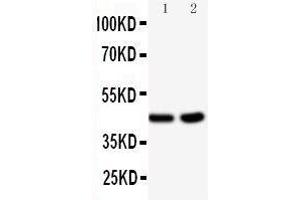 Observed bind size: 45KD (BCAT1 antibody  (C-Term))