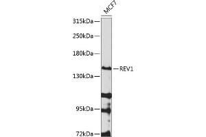 Western blot analysis of extracts of MCF-7 cells, using REV1 antibody (ABIN6133285, ABIN6146877, ABIN6146878 and ABIN6224574) at 1:1000 dilution. (REV1 antibody  (AA 120-345))