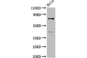 Western Blot Positive WB detected in: Hela whole cell lysate All lanes: DVL2 antibody at 2.
