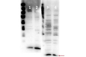 Western Blot of Rabbit anti-Histone H4 antibody. (Histone H4 antibody  (N-Term))