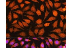 Immunofluorescence analysis of L929 cells using YWHAE Polyclonal Antibody at dilution of 1:100. (YWHAE antibody)