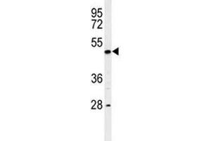 Western blot analysis of RIPK3 antibody and K562 lysate. (RIPK3 antibody  (AA 489-518))