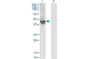 Western Blot analysis of WDR4 expression in transfected 293T cell line by WDR4 monoclonal antibody (M01), clone 1F9. (WDR4 antibody  (AA 1-266))