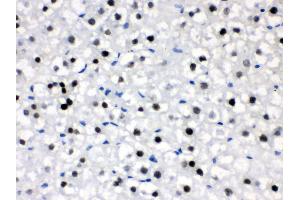 Anti- CRY2 Picoband antibody,IHC(P) IHC(P): Rat Liver Tissue (CRY2 antibody  (N-Term))