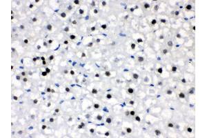 Anti- CRY2 Picoband antibody,IHC(P) IHC(P): Rat Liver Tissue (CRY2 antibody  (N-Term))