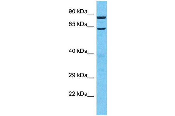 TTLL13 anticorps  (C-Term)