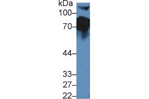 Western Blotting (WB) image for anti-Complement Factor H (CFH) (AA 915-1156) antibody (ABIN7432277)