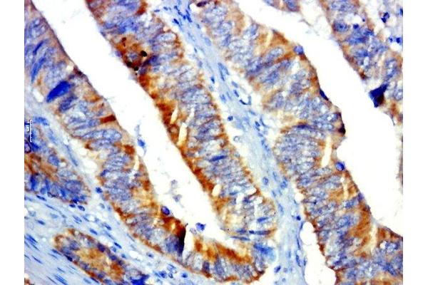 GPR31 antibody  (AA 121-220)